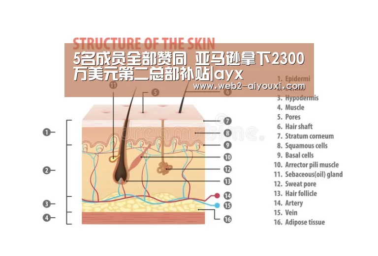 5名成员全部赞同 亚马逊拿下2300万美元第二总部补贴|ayx(图1) 爱游戏体育